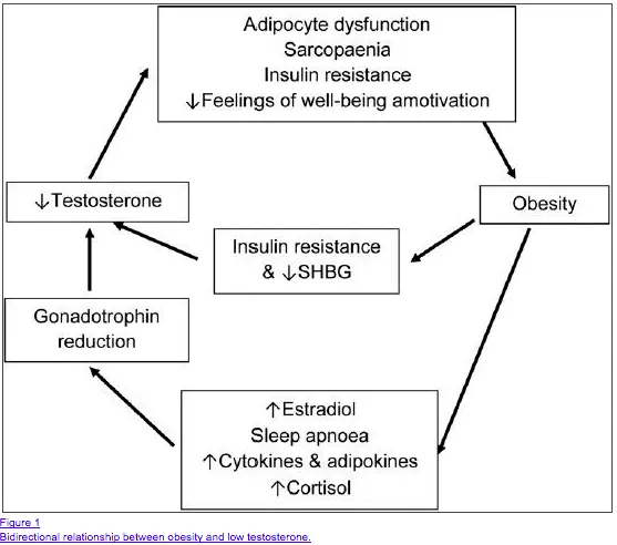 bidirectional relationship between weight gain and low testosterone