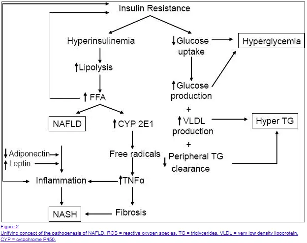 Liver Enzymes Normal Range Chart