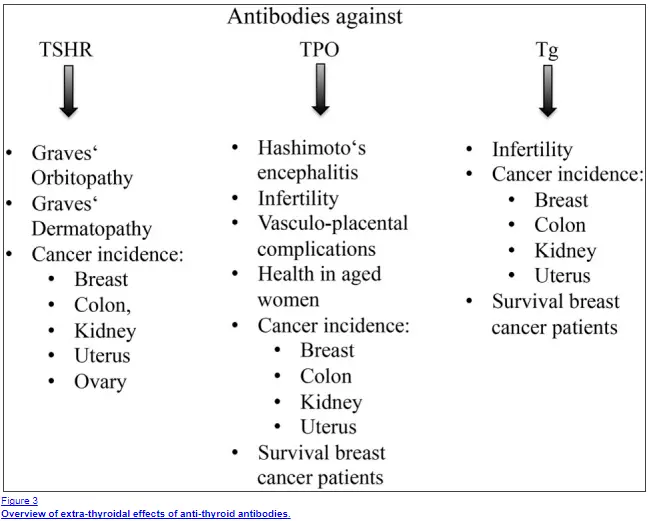 The differences in thyroid antibodies and their effects on various tissues in the body