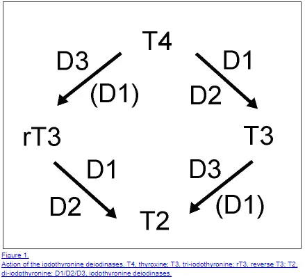 Deiodinases in the serum help convert or inactivate thyroid hormone in peripheral tissues