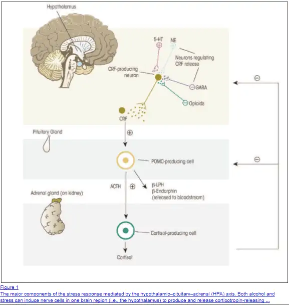 Glandulars that contain cortisol can suppress the HPA axis