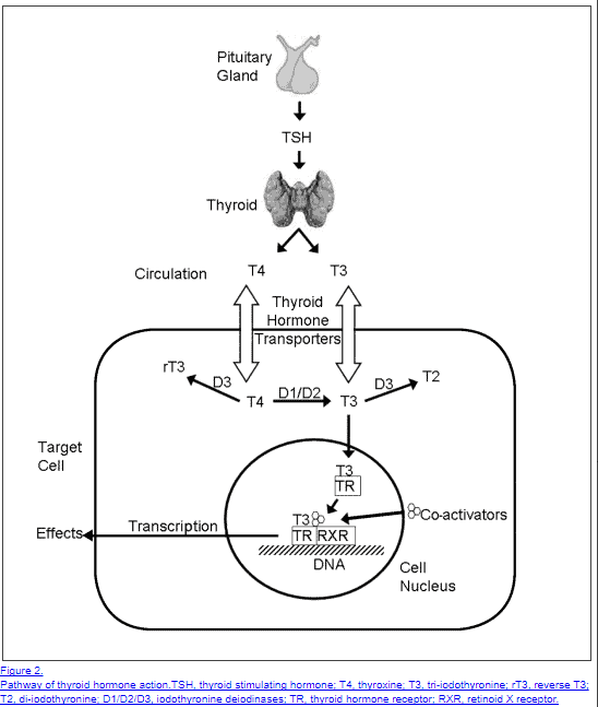 Thyroid anatomy and thyroid conversion from pituitary to T3 and T4 action at the cellular level