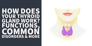 How Does Your Thyroid Gland Work_ Functions, Common Disorders & More