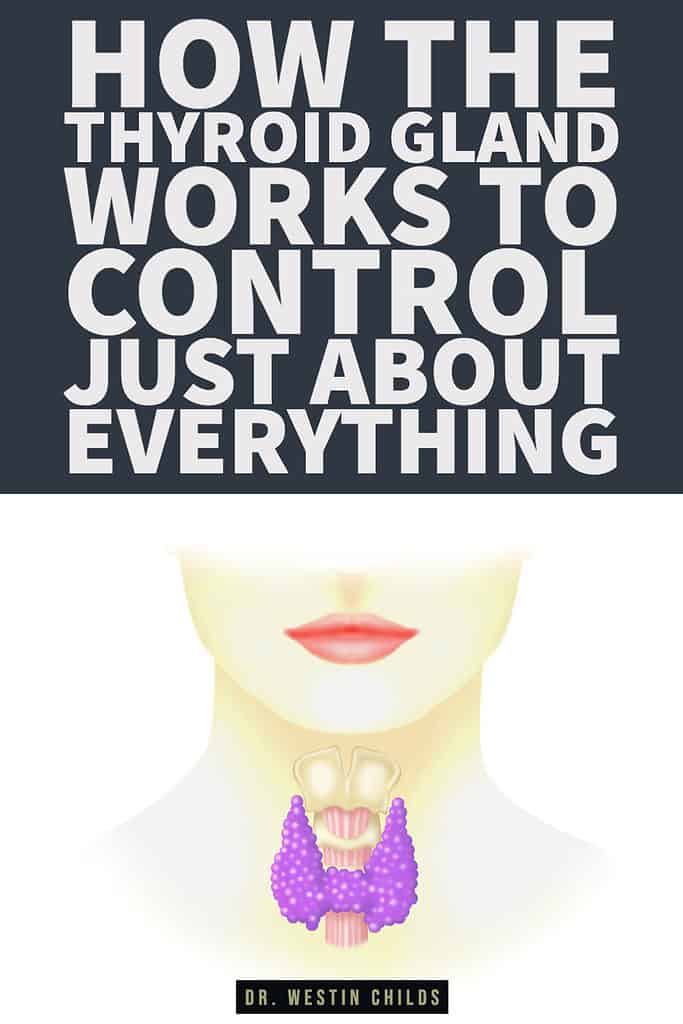 How Does Your Thyroid Gland Work? What You Should Know