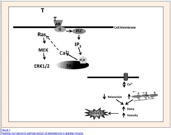 The non genomic actions of testosterone include changes to muscle contraction