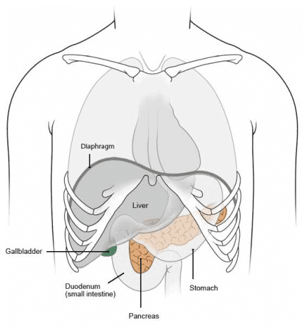 function of the pancreas and insulin