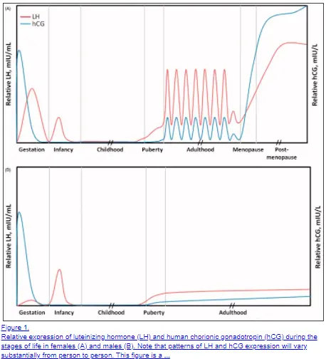 normal HCG levels in both men and women over time