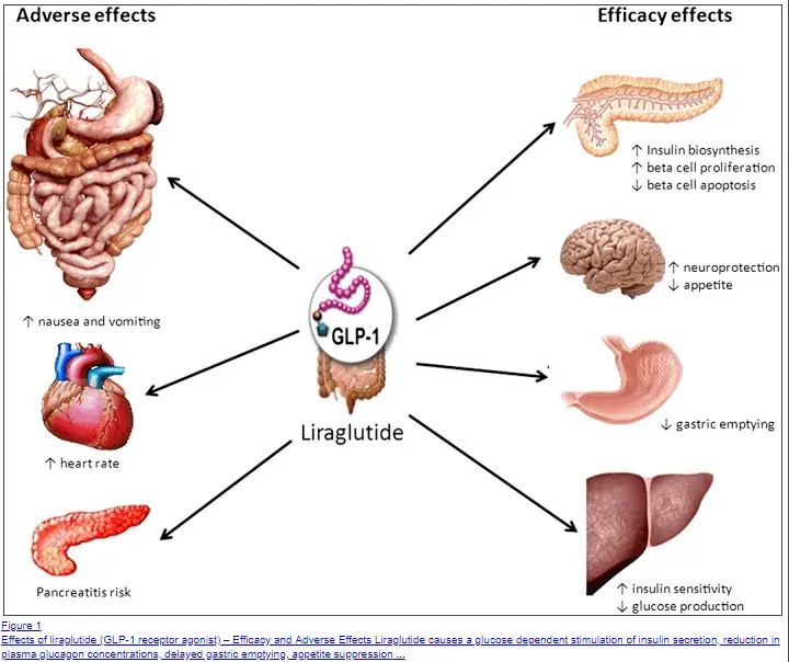 positive and negative side effects of using Victoza on the body