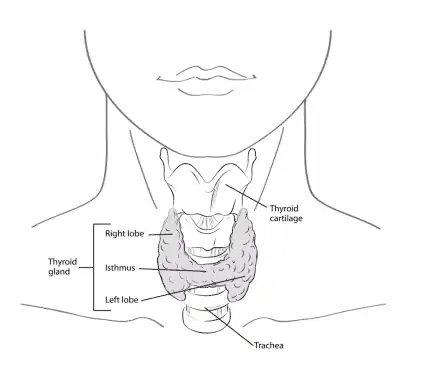 basic anatomy of the thyroid in the neck