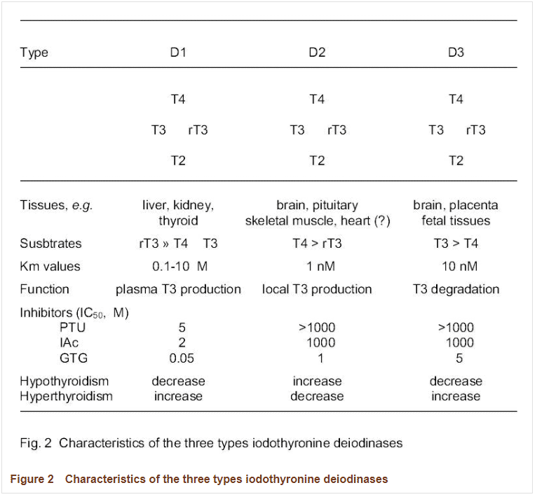 deiodinase enzymes and where they are located