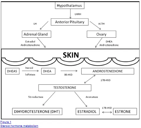 effect of hormones on the skin