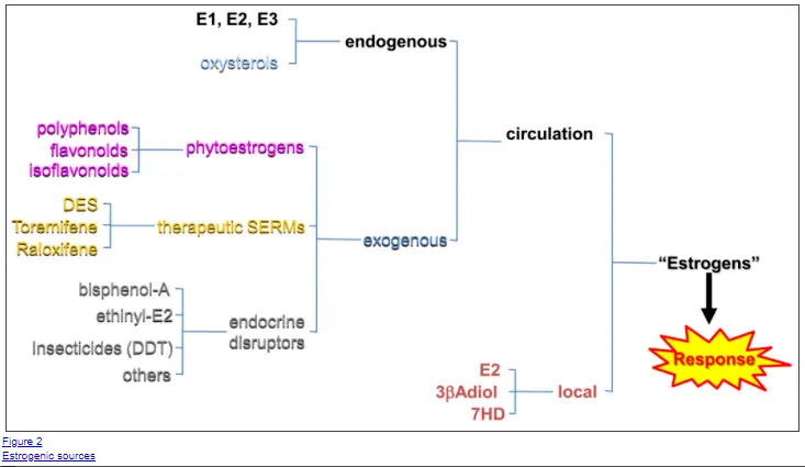 endogenous and exogenous sources of estrogen in men