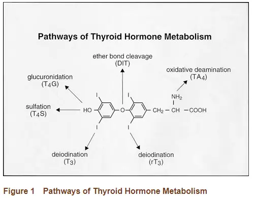 pathways of thyroid metabolism