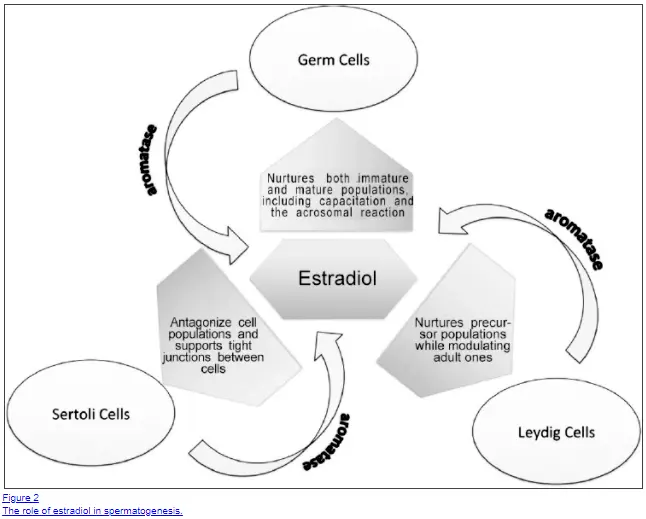 role of estradiol in men