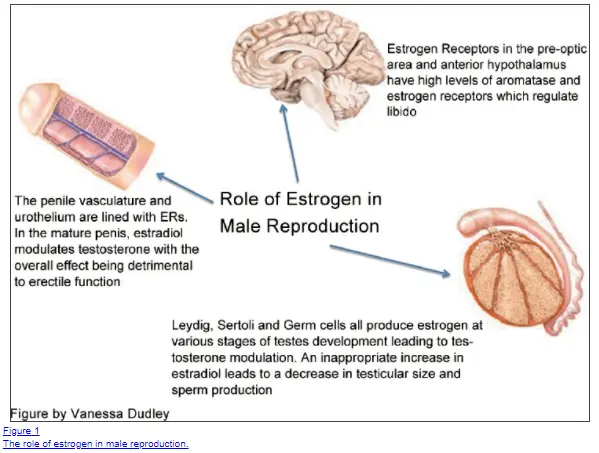 role of estrogen in erectile dysfunction in men