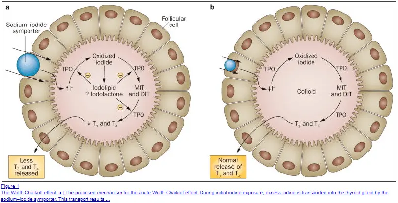 the wolff chaikoff effect in thyroid gland tissue