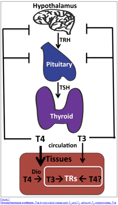 Armor Thyroid Conversion Chart