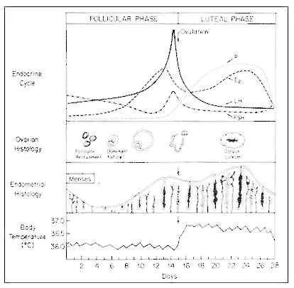 Estrogen Progesterone Ratio Chart