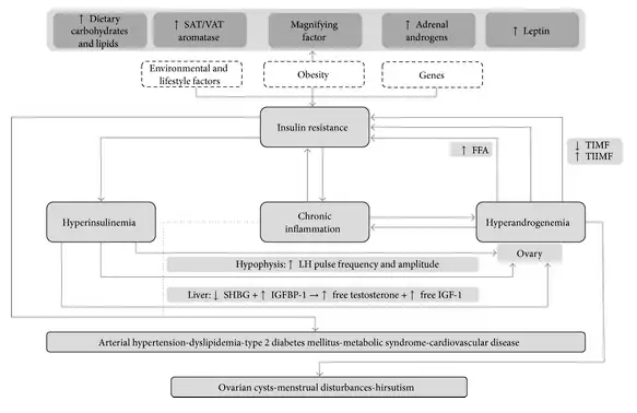 how diet impacts the development of PCOS