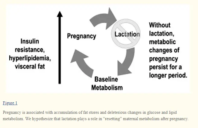 breastfeeding and weight loss after pregnancy