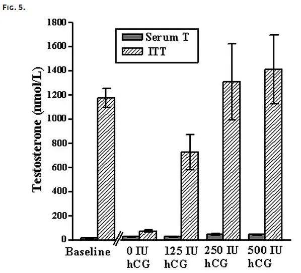 dosing hcg in men for maximum testosterone