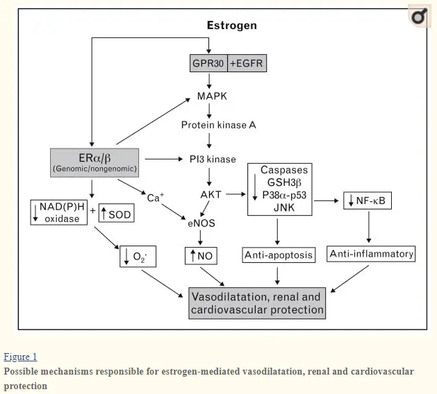 estradiol action on cardiovascular function in women