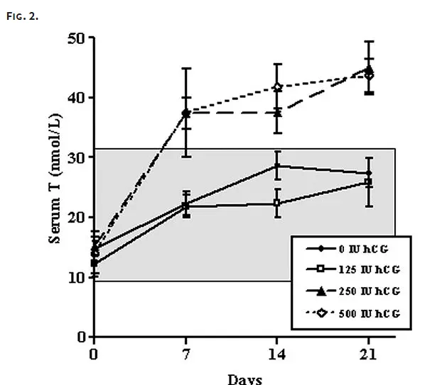 serum testosterone rises in response to hCG