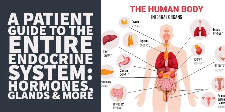 A Patient Guide to the Entire Endocrine System Hormones, Glands & More