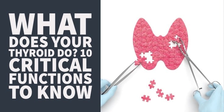 What Does your Thyroid Do 10 Critical Functions to Know