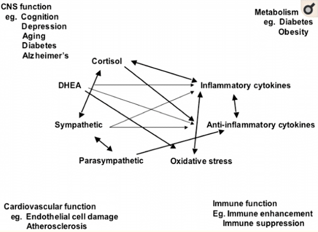 mediators of stress in the body