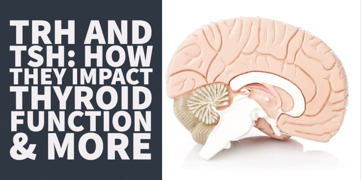 TRH and TSH How they Impact Thyroid Function & More