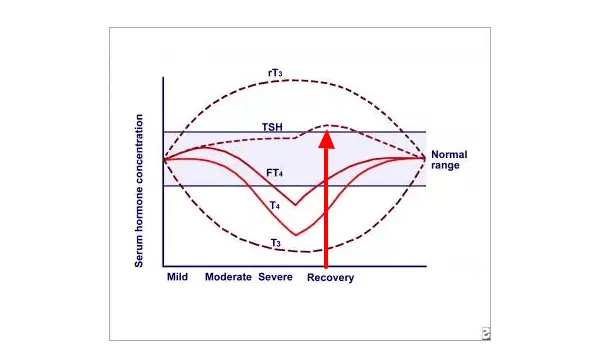 a diagram of various thyroid lab tests over time and based on the severity of disease with an arrow pointing at when the TSH becomes abnormal.