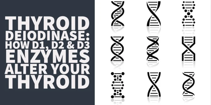 Thyroid Deiodinase How D1, D2 & D3 Enzymes Alter Your Thyroid