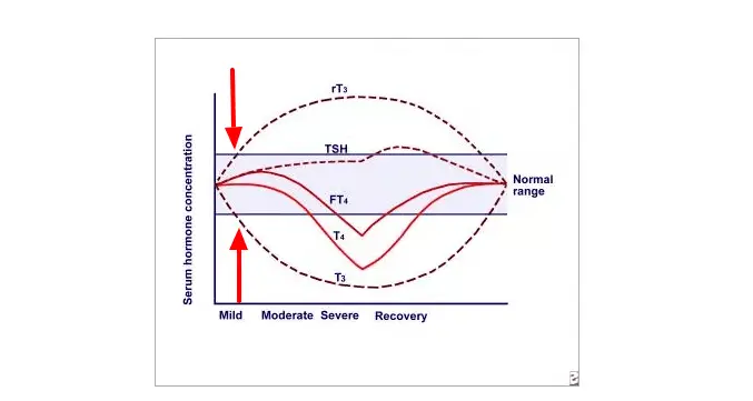 a diagram of various thyroid lab tests over time and based on the severity of disease with arrows pointing to the beginning. 