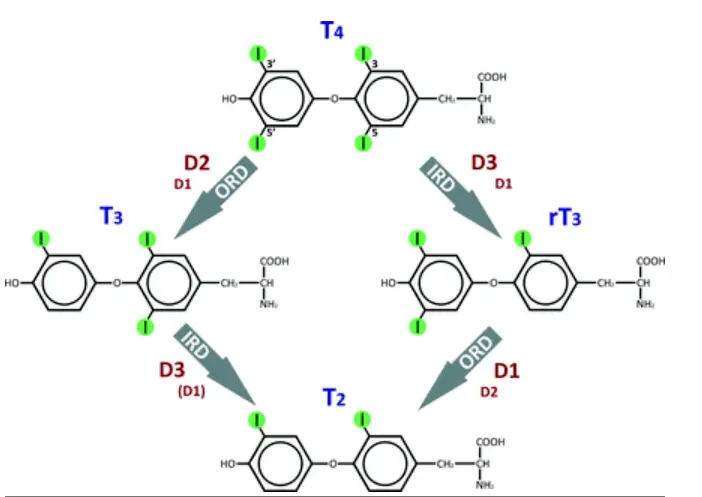 function of D1, D2 and D3 enzymes on thyroid metabolism