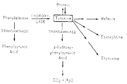 metabolism of l tyrosine into thyroid and adrenal hormones