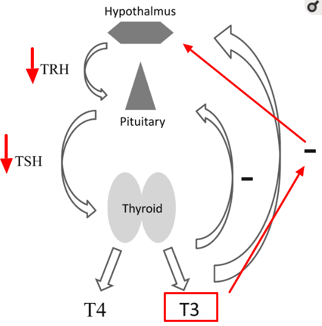 Figure of the hypothalamus, pituitary, and thyroid gland and the impact that T3 thyroid hormone plays in the feedback loop. 