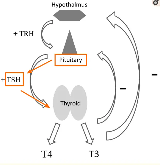 a diagram of the hypothalamus, pituitary, and thyroid gland highlighting the role that TSH plays. 