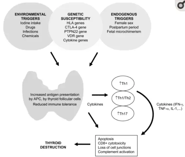 causes and triggers of hashimoto's thyroiditis