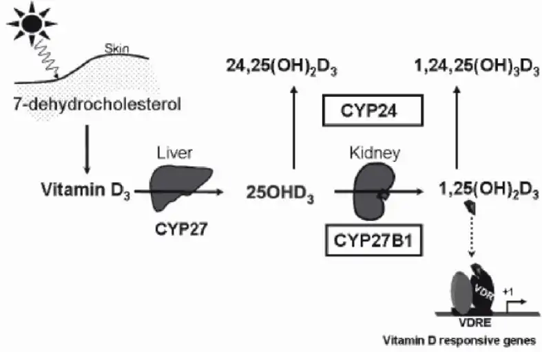 vitamin D cycle in the body