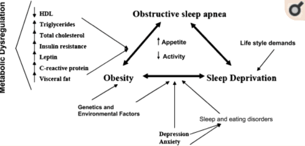the connection between sleep apnea and weight gain the connection between sleep apnea and weight gain
