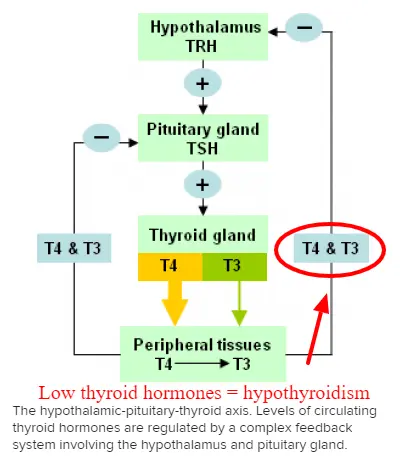 outline of thyroid function and thyroid gland activity in the body