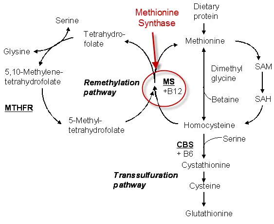 MTHFR pathway MTHFR pathway