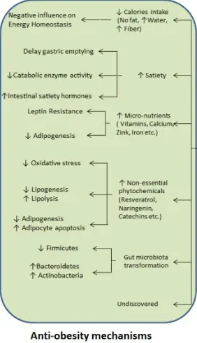 anti obesity mechanisms of fruit