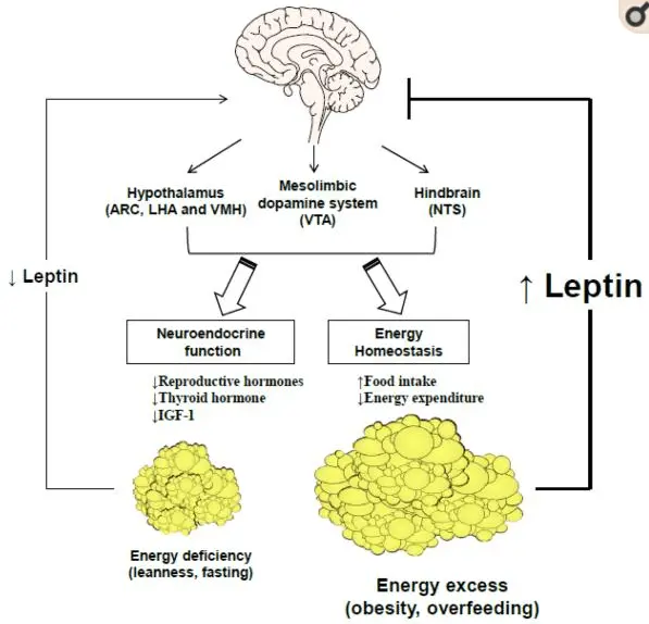 how leptin works in the body to manage weight