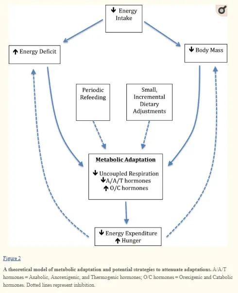 metabolic adaptation after calorie restriction