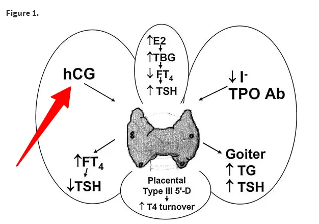 changes to thyroid lab tests during pregnancy