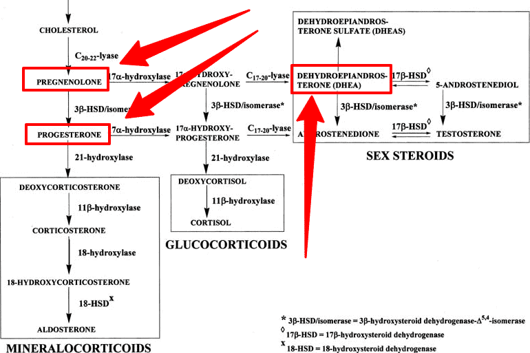 metabolism of DHEA, pregnenolone and progesterone