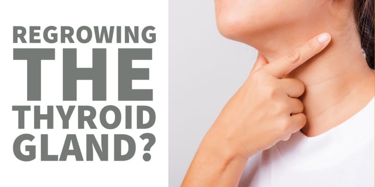 can the thyroid gland grow back or regrow?