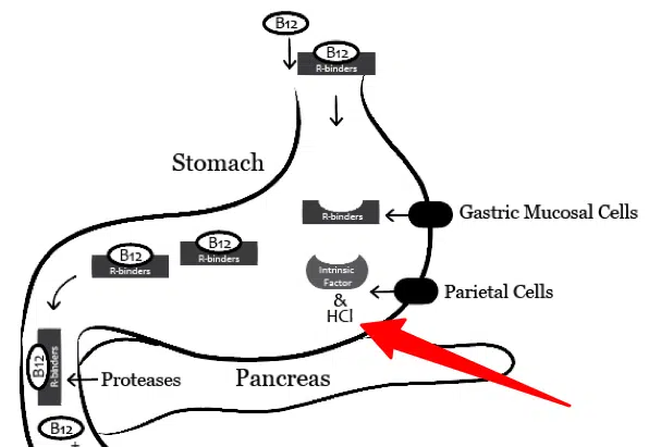 vitamin b12 absorption in the stomach